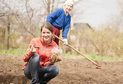 В ноябре готовлю грядки, чтобы получить ранний урожай весной