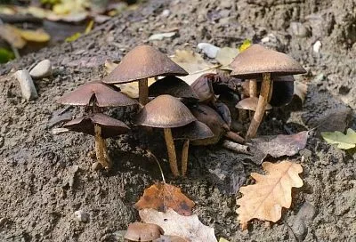 Чего вы не знали про корицу: эта пряность легко и безопасно выгонит с участка грибы-поганки