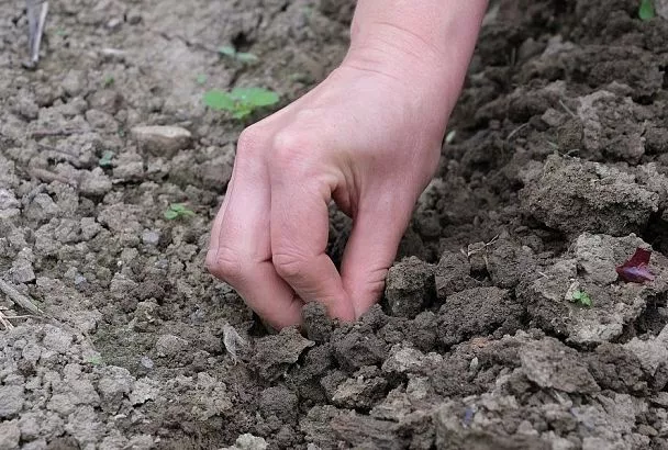 Сухой полив: боронование как способ эффективного влагосбережения