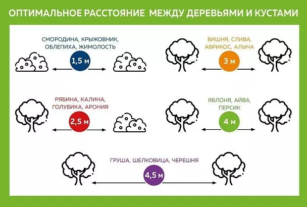 Соблюдайте дистанцию: на каком расстоянии друг от друга сажать деревья и кусты