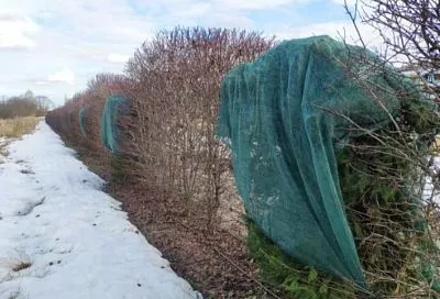 Укрываем хвойные на зиму спанбондом: как не допустить выпревания (опаснее, чем мороз)