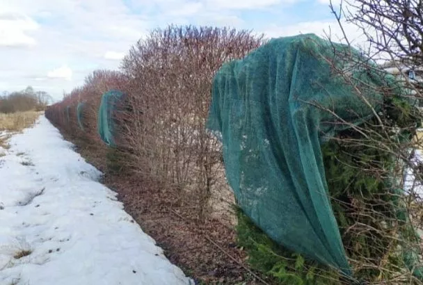 Укрываем хвойные на зиму спанбондом: как не допустить выпревания (опаснее, чем мороз)