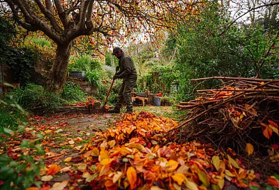 Осенний уход за яблоней: удобрения, обработка и защита от морозов