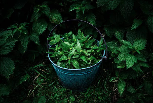 Ведро с крапивой может заменить магазинное удобрение — и бесплатно накормит ваши растения