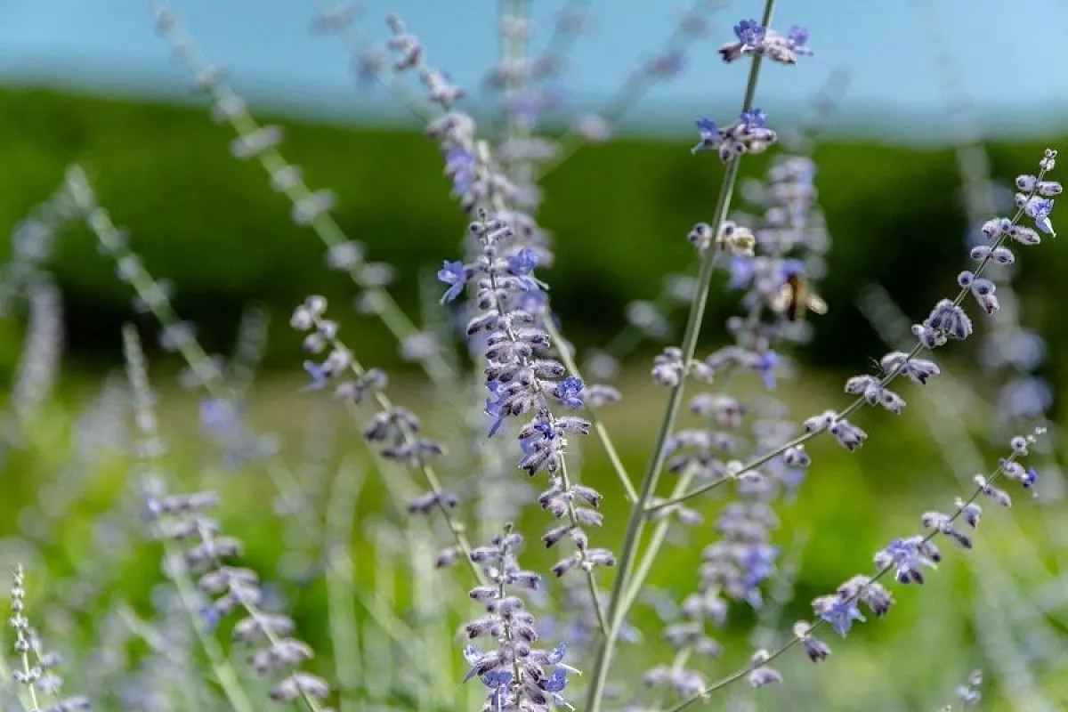 Свежесть и спокойствие: когда сажать лаванду, чтобы вырос большой здоровый куст