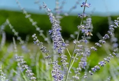 Свежесть и спокойствие: когда сажать лаванду, чтобы вырос большой здоровый куст