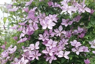 Готовим клематис к зиме: 2 простых осенних приема, благодаря которым уже в следующем году будет невероятно пышное цветение