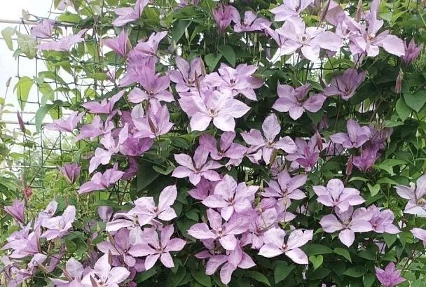 Готовим клематис к зиме: 2 простых осенних приема, благодаря которым уже в следующем году будет невероятно пышное цветение