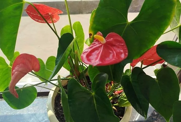 Требовательный мальчик: что надо знать, чтобы «мужское счастье» цвело и пахло