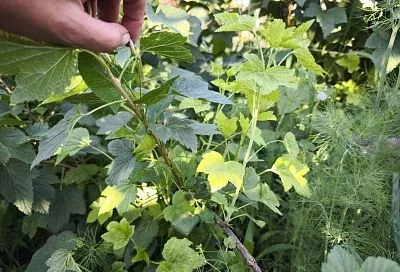 Летняя обрезка смородины: эта процедура травмирует растение или помогает ему?