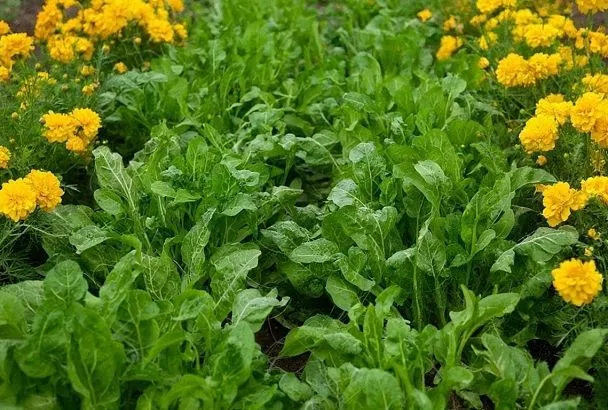 Хватит травить землю: как без химии защитить клубнику от злейшего врага 