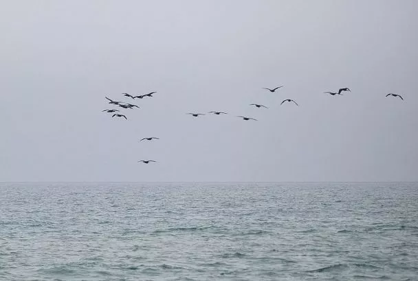 Учения по отражению беспилотных атак будут проводить под Анапой 