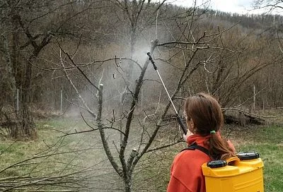 Азбука садовода: как правильно использовать медный и железный купоросы