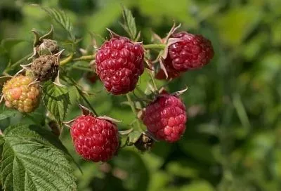 Осенняя обрезка летней малины: надо ли укорачивать длинные побеги перед зимой