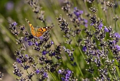 Цветы в объективе: топ мест для фотосессий в Краснодарском крае этим летом