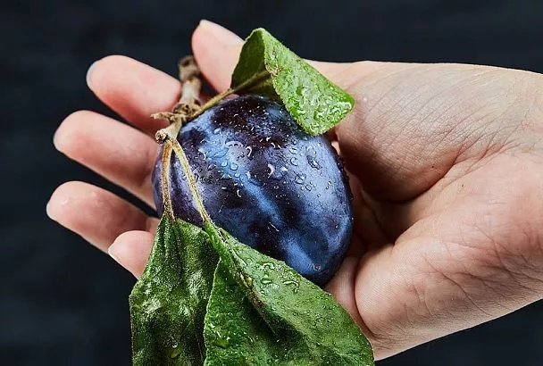 Выращиваем сливу из косточки дома: как получить плодоносящее дерево за короткий срок