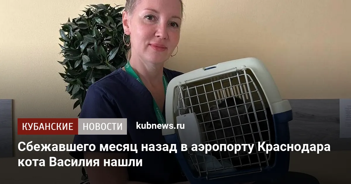 Сбежавшего месяц назад в аэропорту Краснодара кота Василия нашли