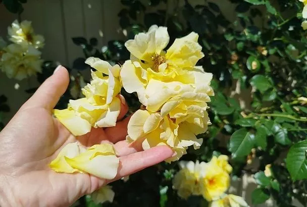 Также красиво, ароматно и полезно: как можно использовать лепестки роз 