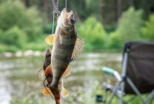 Ловля Окуня с Лодки: Раскрываем Секрет Поиска Стай по Сущевскому
