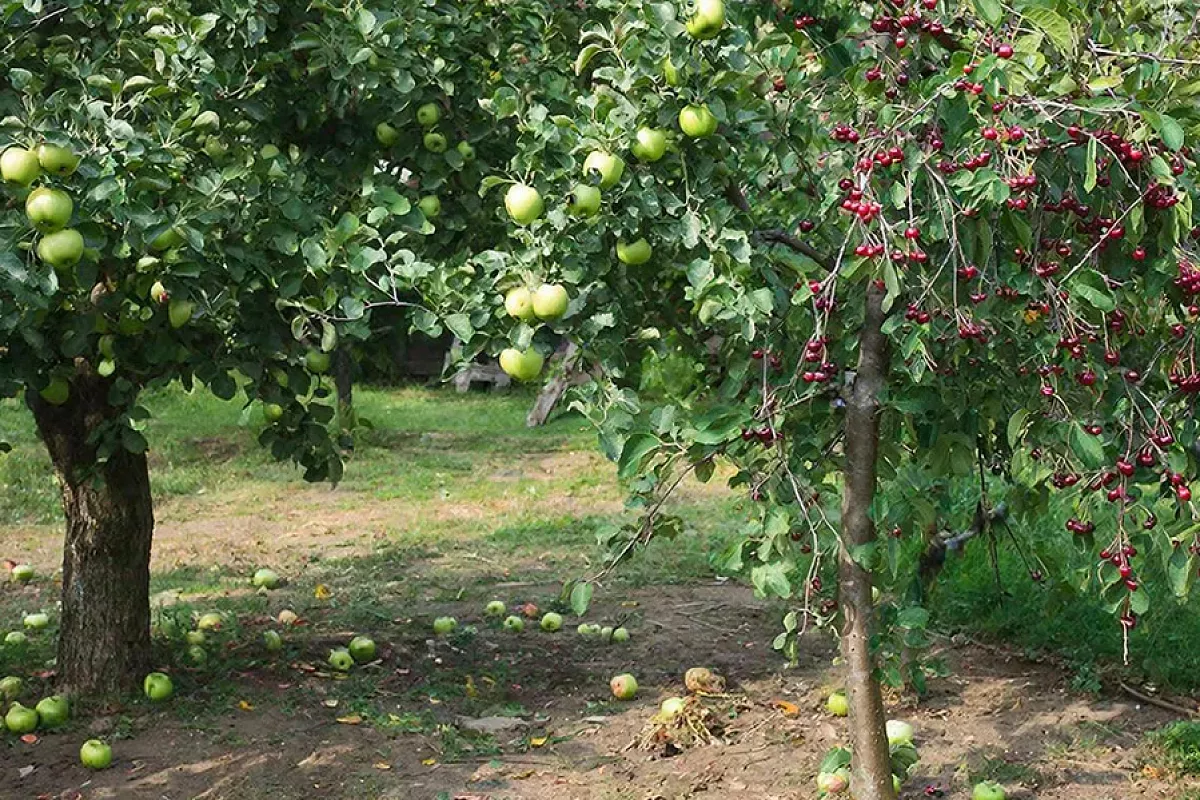 Любимые деревья – злейшие враги: почему нельзя рядом сажать яблоню и вишню