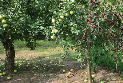 Любимые деревья – злейшие враги: почему нельзя рядом сажать яблоню и вишню