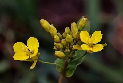 Чистотел как индикатор: это растение сразу покажет, насколько плодородна ваша земля