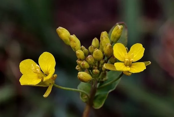 Чистотел как индикатор: это растение сразу покажет, насколько плодородна ваша земля