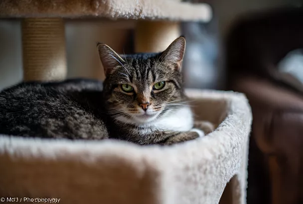 Привычки, которые незаметно ранят душу вашей кошки