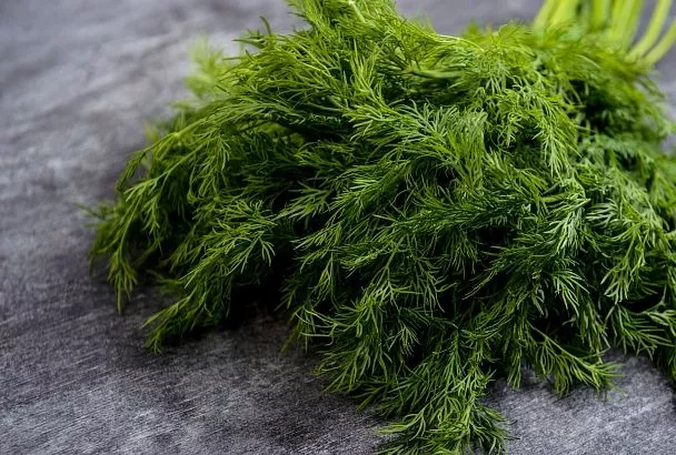 Свежий укроп весной будет в каждом огороде, если его вовремя посадить