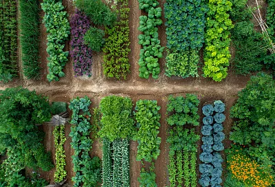 5 опасных соседей на огороде: какие растения нельзя сажать рядом