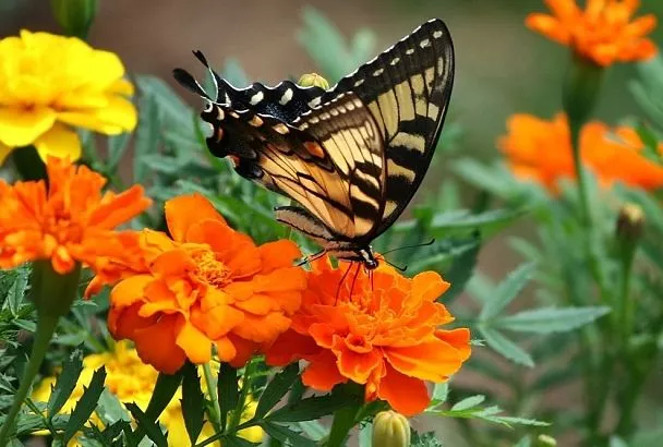 Цветы-телохранители: как многолетники защитят ваш огород от тли и колорадского жука