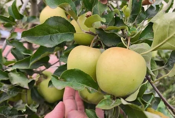 Сентябрьская подкормка яблонь: инвестиция в урожай будущего года