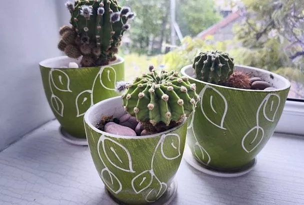 3 мифа о кактусах, которые надо знать всем, кто выращивает их дома