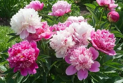 Уход за пионами весной в апреле: пошаговый план подкормок для пышного цветения