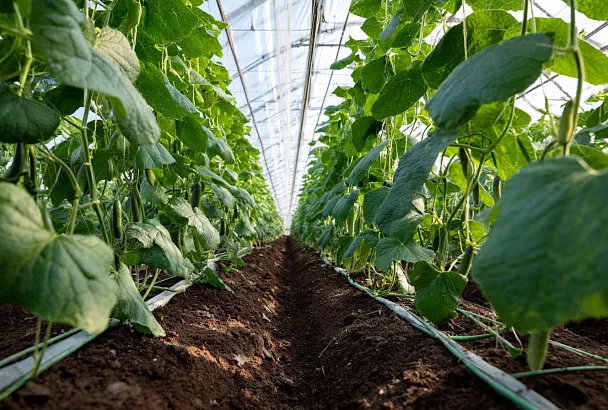 Лучший способ посадки ранних огурцов в теплице: плотный ряд дает двойной урожай