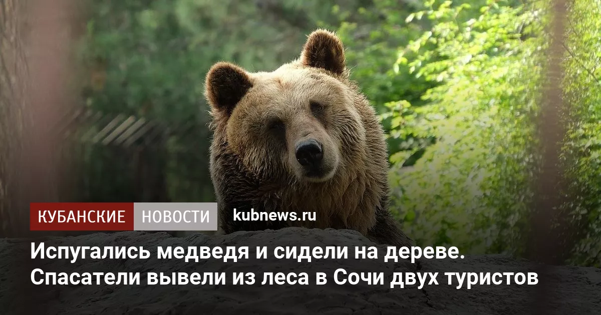 Испугались медведя и сидели на дереве. Спасатели вывели из леса в Сочи двух туристов