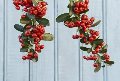 Боярышник во дворе может быть опасен для окружающих 