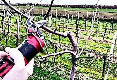 Как обрезать яблоню, чтобы каждый год получать обильный урожай