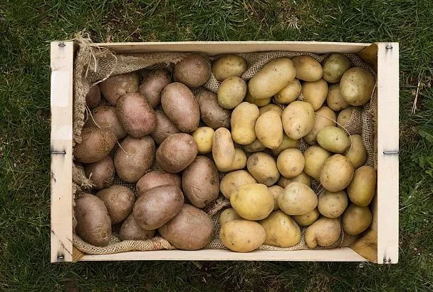 Успейте просушить картошку до холодов так — и сохраните урожай до весны без потерь