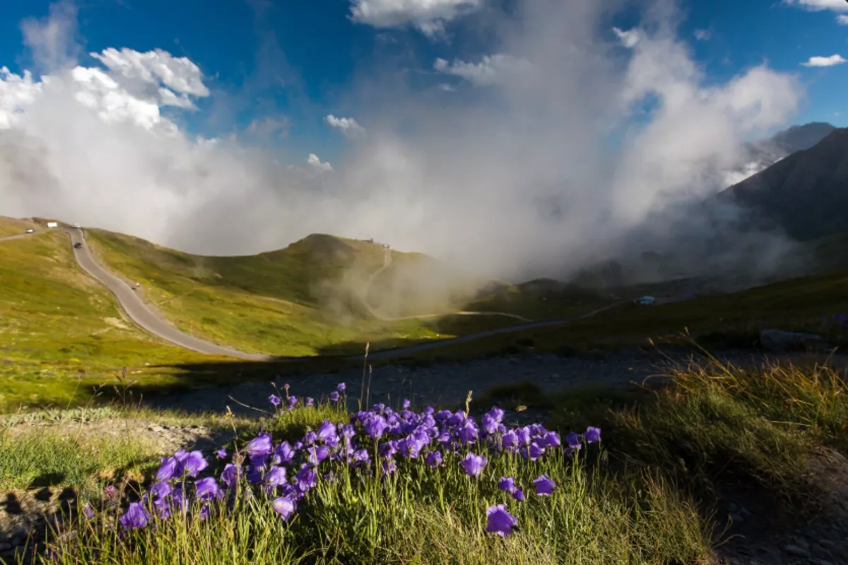 Красная книга Кубани: за какие цветы грозит штраф и уголовная статья