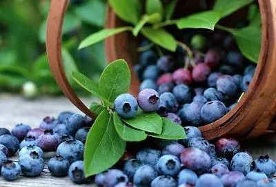 Эксперты назвали самые полезные ягоды