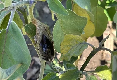 Все прекрасно – урожая нет: почему начинают сохнуть до созревания плоды баклажанов