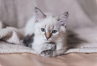 Начало весны и день кошек: какие праздники отмечают в России и мире 1 марта