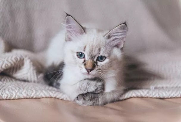 Начало весны и день кошек: какие праздники отмечают в России и мире 1 марта