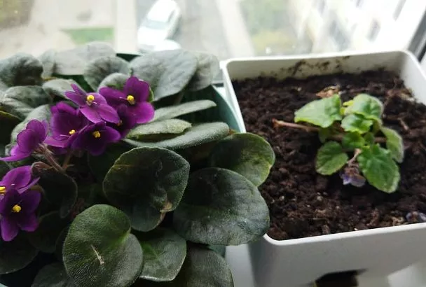 Слишком свежо! Когда можно выносить любимые комнатные растения на открытый балкон или веранду