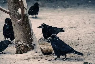 В Новороссийске ввели режим повышенной готовности из-за непогоды