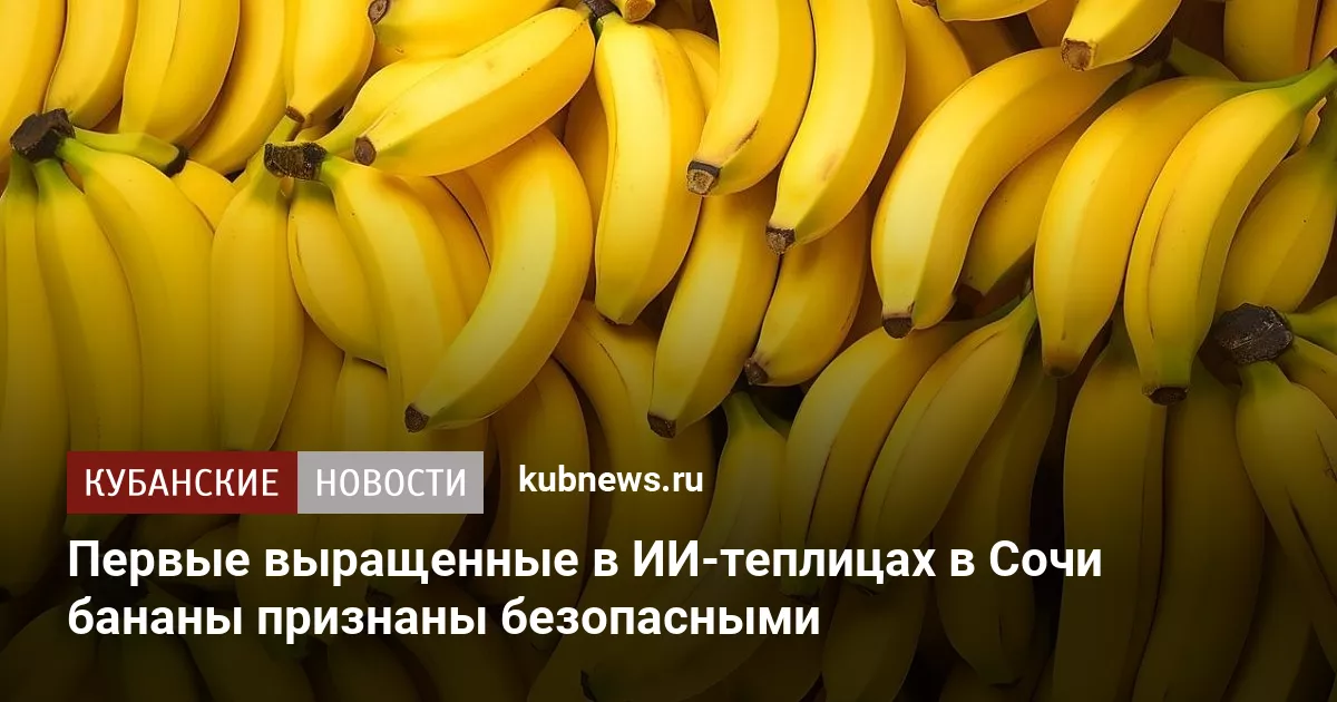 Первые выращенные в ИИ-теплицах в Сочи бананы признаны безопасными