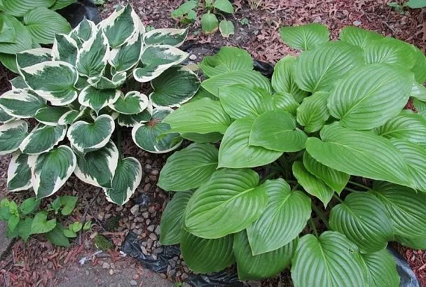 На теневой стороне: цветовод назвала растения, которым не надо много света, чтобы быть красивыми