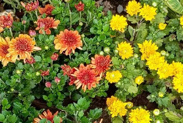 Почему мультифлора не растет шаром: по совету цветовода исправила ошибки и теперь балдею от вида своих клумб