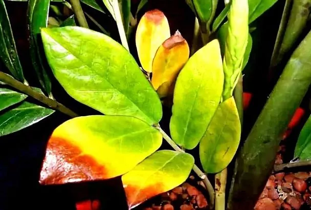 Почему яркие листья стали бледными: 4 ответа на главный вопрос